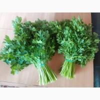 Продам перо цибулі, петрушку