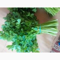 Продам перо цибулі, петрушку