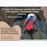 Продам інкубаційні яйця від високопродуктивних курей та індиків. НОВИЙ ЗАВОЗ