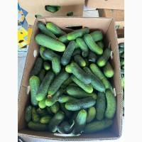 Продам огірок 1 сорт