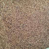 Продам гірчицю жовту