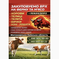 Закупiвля худоби на м#039;ясо та на тримання Житомирська область Київська область
