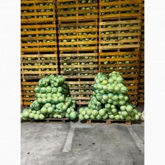 Продам капусту, сорт Зенон