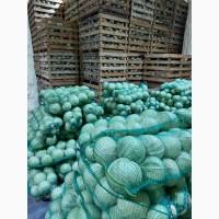 Продам капусту, сорт Зенон