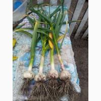 Продам часник сорту Любаша та Софіївський