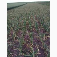 Продам часник сорту Любаша та Софіївський