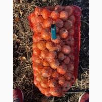 Продам цибулю Медуза