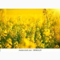 Куплю Рапс по всій Україні