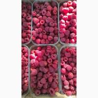 Продам малину, заморозка, свіжий ринок