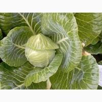 Продам середню пізню капусту