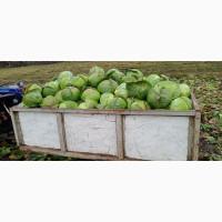 Продам середньо-пізню капусту Агрессор