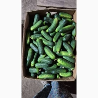 Продам огірки