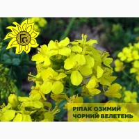 Насіння озимого ріпаку Чорний Велетень від виробника