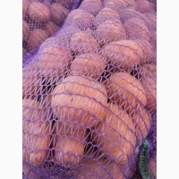 Продам картоплю Белла роса