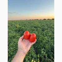 Продам томат сливка Галілея f1