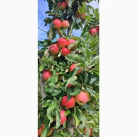 Продам яблука сорт Гала Маст