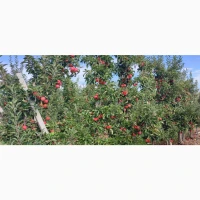 Продам яблука сорт Гала Маст