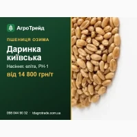 Даринка київська - озима пшениця ІФРГ НАН: посівне насіння еліта, РН-1, від 14 800 грн/т