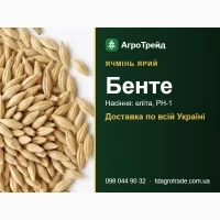 Ячмінь ярий Бенте - насіння еліта, РН-1