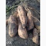 Батат. Продаю отборные, здоровые, семенные клубни от лучших сортов и кустов.