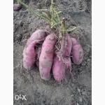 Батат. Продаю отборные, здоровые, семенные клубни от лучших сортов и кустов.