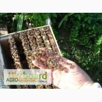 Продам пчелопакеты
