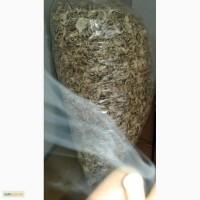 Продам шампіньйони сушені