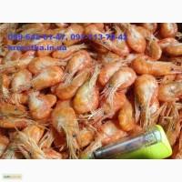 Сеяная креветка черноморская и азовская