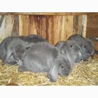 Самцы кроли французского барана (голубой) разного возраста