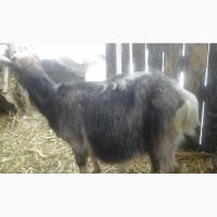 Продам козочку Альпыйско-Тогенбургской породы второй окот