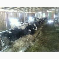 Молодняк Крс(Врх) бички, телиці, телки