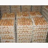 Продам яйцо