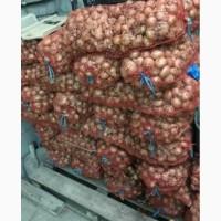 Продам лук Штутгарт опт