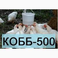 КОББ 500. Бройлер Кросс Кобб-500 из Венгрии. Выход от 80% цена 13 грн