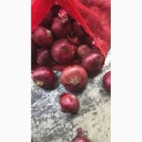 Продам Египетский Лук