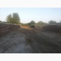 Продам молочную ферму, ореховый сад, готовый бизнес, сыроварня, коровы