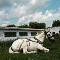 Продам молочную ферму, ореховый сад, готовый бизнес, сыроварня, коровы