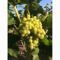 Продам виноград, сорт Аркадия, мелкий опт, самовывоз, можно торг
