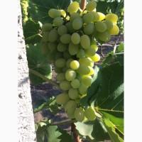 Продам виноград, сорт Аркадия, мелкий опт, самовывоз, можно торг