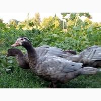 Продам голубу мускусну качку