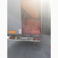 Продам лук 21т