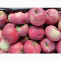 Продам яблука з власного саду