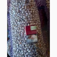 Продаём лук севок на постоянной основе