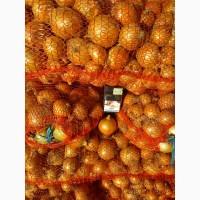 Продаём лук севок на постоянной основе