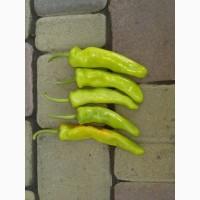 Продам Горький перец, сорт КАМПАЙ