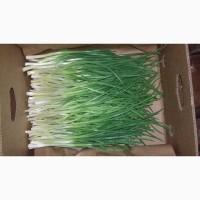 Продам зелену цибулю перо