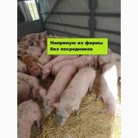 Поросята оптом со свинокомплекса