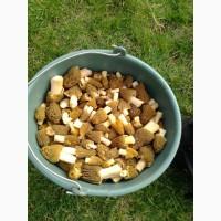 Продам гриби Зморшки
