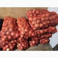 Продам цибулю