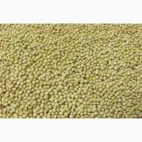 Купуємо просо на експорт